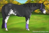 Horse Color:Black Sabino 