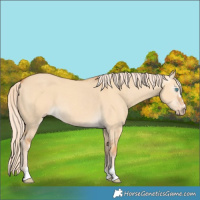 Horse Color:Gray Cremello Dun 