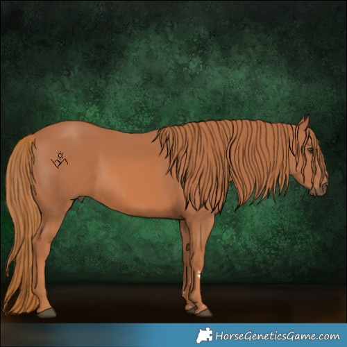 Horse Color:Chestnut 