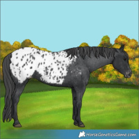Horse Color:Black Appaloosa 