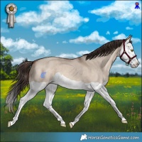 Horse Color:Sable Champagne Dun Splash 