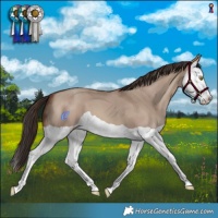 Horse Color:Sable Champagne Dun Splash