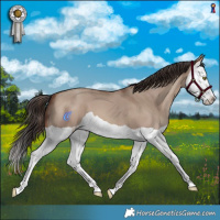Horse Color:Sable Champagne Dun Splash 