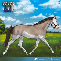 Horse Color:Sable Champagne Dun Splash 