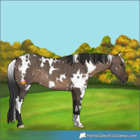 Horse Color:White Spotted Brown Dun 
