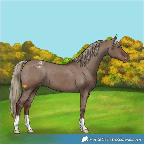 Horse Color:Liver Red Dun Appaloosa 