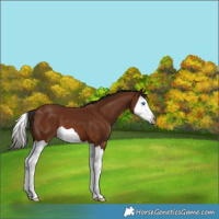 Horse Color:Gray Bay Splash 