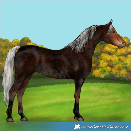 Horse Color:Void Silver Bay Roan Tobiano 