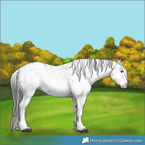 Horse Color:Black Sabino 