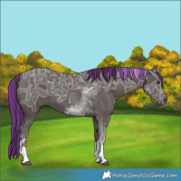 Horse Color:Painted Liver Chestnut Ice Tobiano 