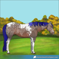 Horse Color:Painted Liver Chestnut Ice Tobiano