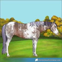 Horse Color:Painted Liver Chestnut Ice Splash Tobiano 