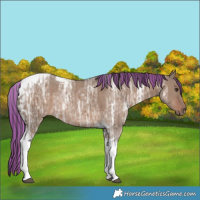 Horse Color:Painted Liver Red Dun Ice Tobiano Rabicano 