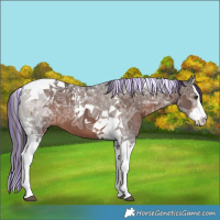 Horse Color:Painted Liver Chestnut Ice Splash Tobiano 