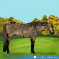 Horse Color:Void Buckskin Ice Dun Splash Tobiano 