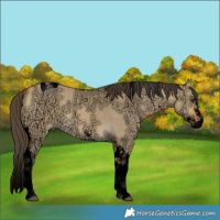 Horse Color:Void Buckskin Ice Dun Splash Tobiano 