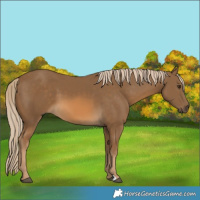 Horse Color:Chocolate Palomino 