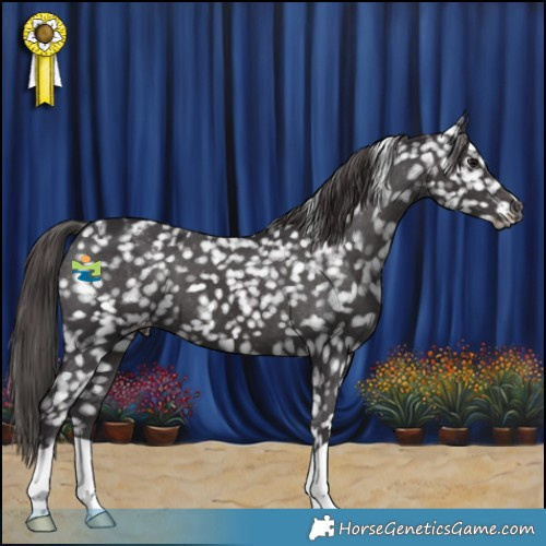 Horse Color:Smoky Black Appaloosa 