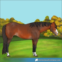 Horse Color:Bay 