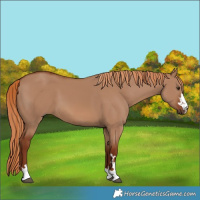Horse Color:Red Dun 