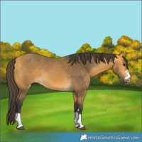 Horse Color:Buckskin 