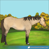 Horse Color:Buckskin Dun 
