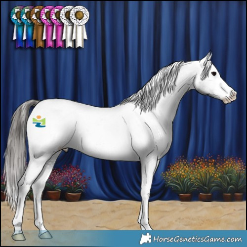 Horse Color:Black Sabino Appaloosa 