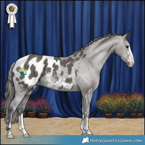 Horse Color:Grullo Appaloosa 