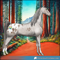 Horse Color:Liver Red Dun Appaloosa 