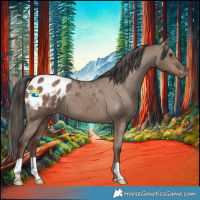 Horse Color:Liver Red Dun Appaloosa 
