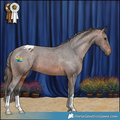 Horse Color:Brown Appaloosa 