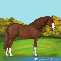 Horse Color:Chestnut 