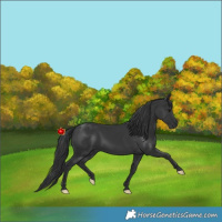 Horse Color:Black 