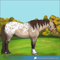 Horse Color:Bay Dun Appaloosa 