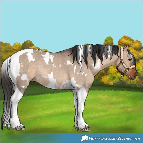 Horse Color:White Spotted Bay Dun Tobiano Rabicano 