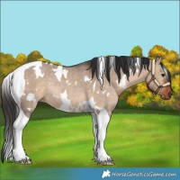 Horse Color:White Spotted Bay Dun Tobiano Rabicano 