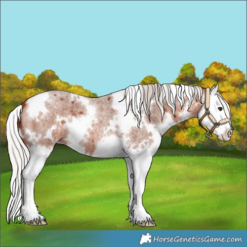 Horse Color:White Spotted Silver Bay Roan Splash 