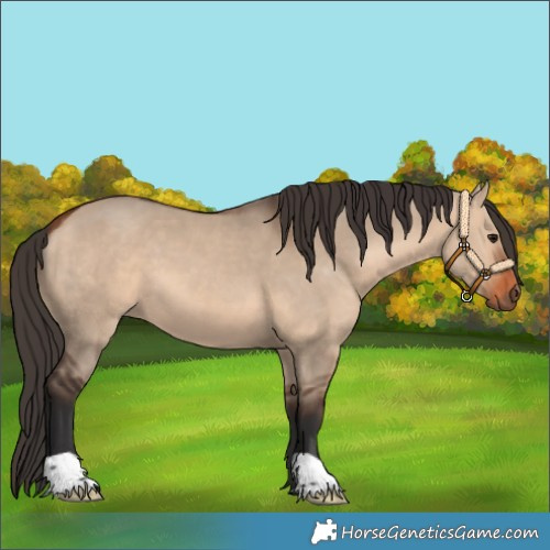 Horse Color:Bay Dun