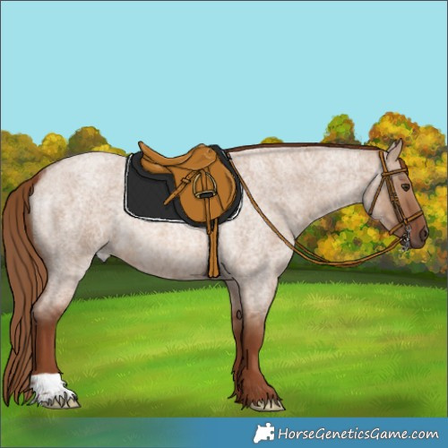 Horse Color:Red Dun Roan 