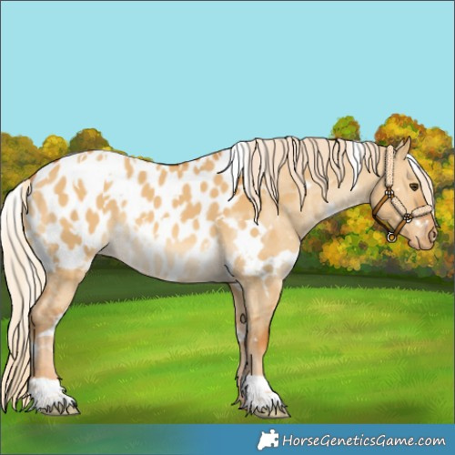 Horse Color:White Spotted Palomino Dun Appaloosa 