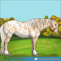 Horse Color:White Spotted Palomino Dun Near Leopard