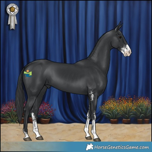 Horse Color:Black Sabino 