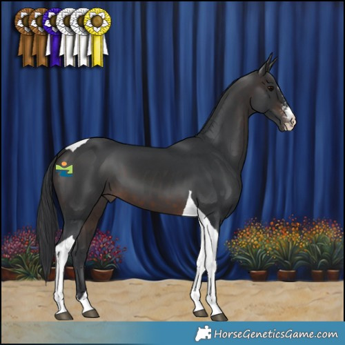 Horse Color:Brown Sabino Tobiano 