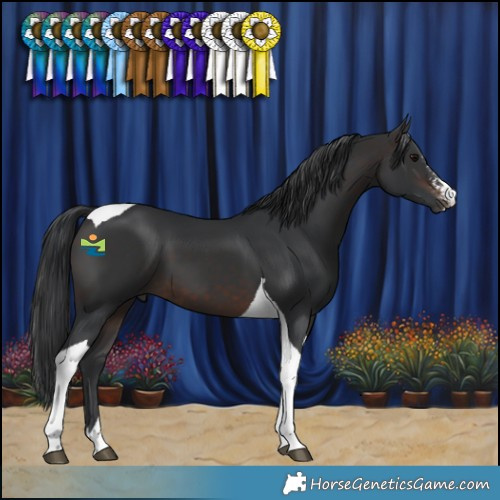 Horse Color:Brown Sabino Tobiano 