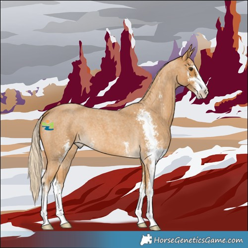 Horse Color:Palomino Roan Sabino 