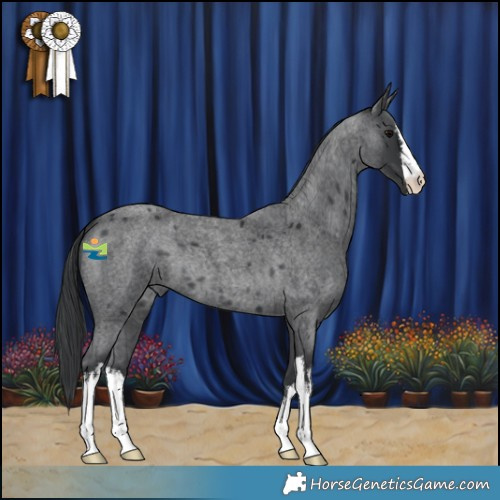 Horse Color:White Spotted Blue Roan 