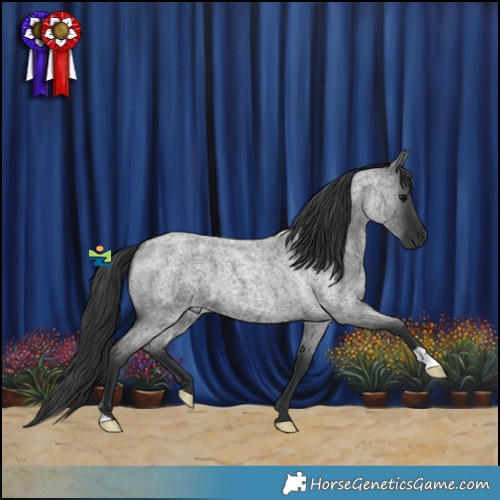 Horse Color:Blue Roan 