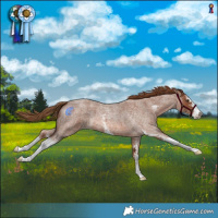 Horse Color:Red Roan Sabino