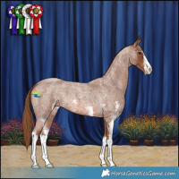Horse Color:Red Roan Sabino 