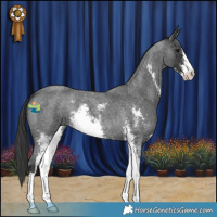 Horse Color:Blue Roan Sabino